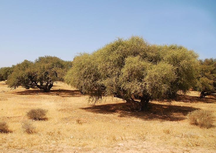 Argan tree