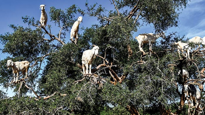 Argan Tree