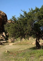 Argan tree grove in southwest Morocco, with women harvesting argan nuts