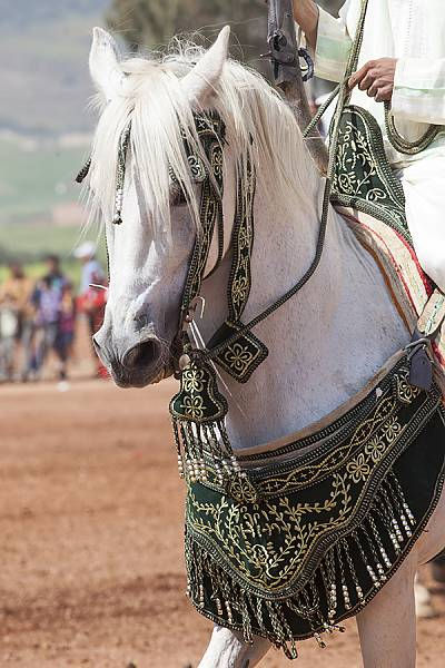 Tbourida Horse