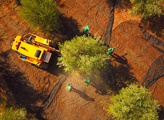 Olive Tree in Morocco