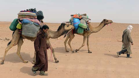 Berber tribesmen gathered around camels during the Camel Festival in M'hamid El Ghizlane