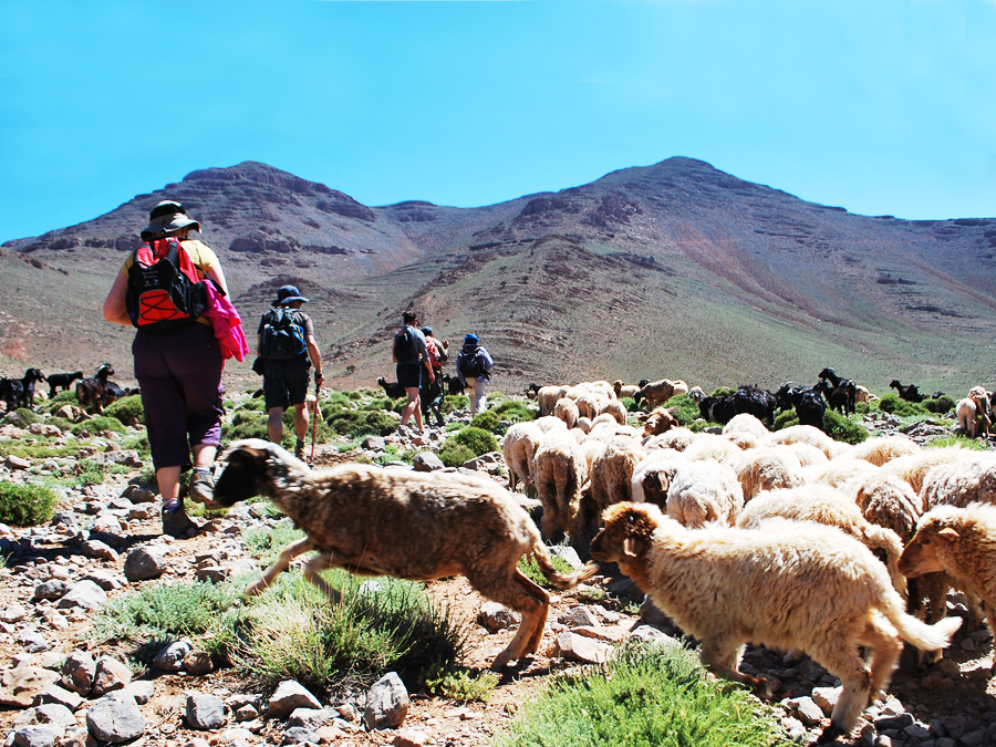 Tourists on a guided camel trek in the Sahara Desert, with a Berber guide leading the way