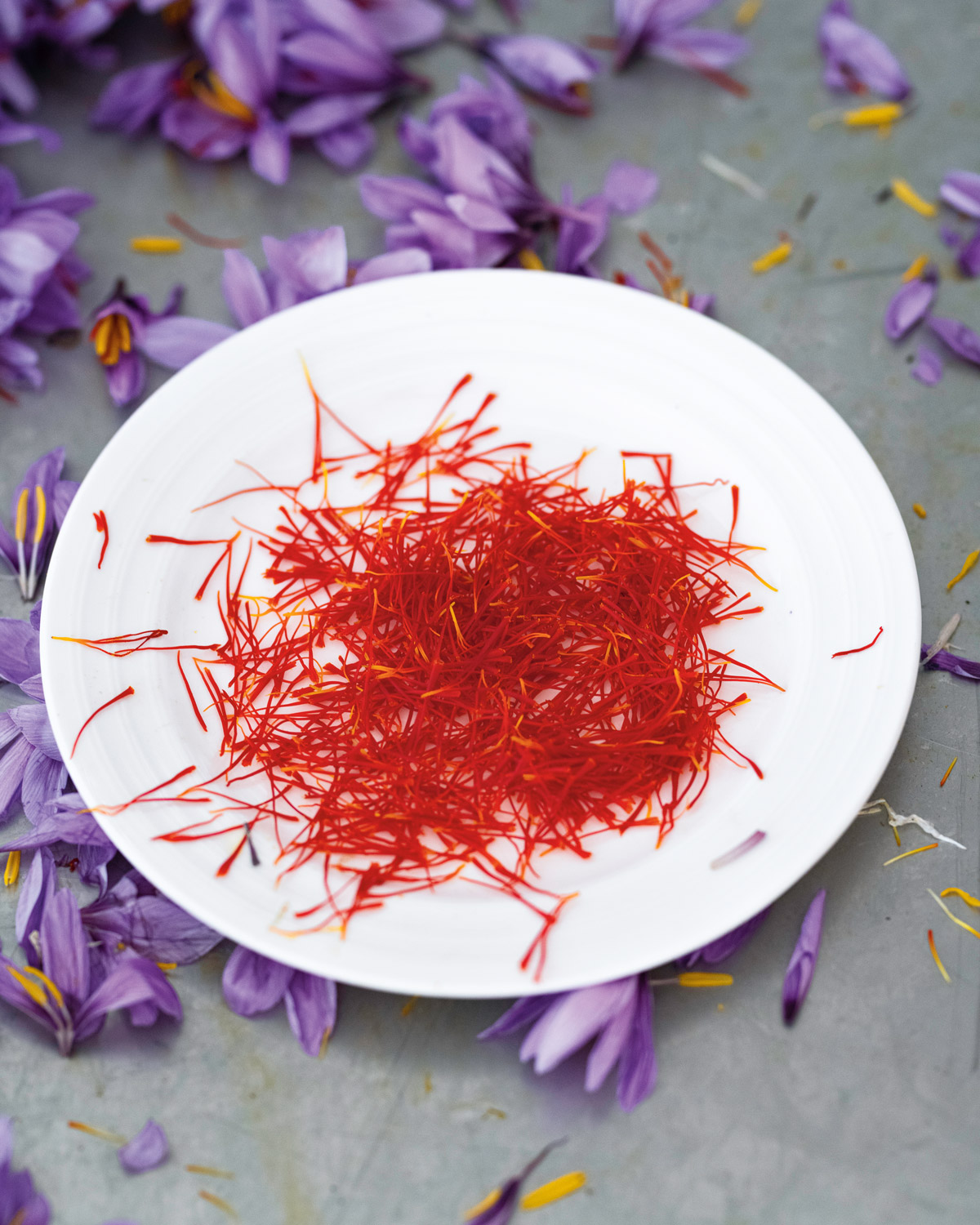 Berber farmers harvesting saffron flowers at dawn in Taliouine