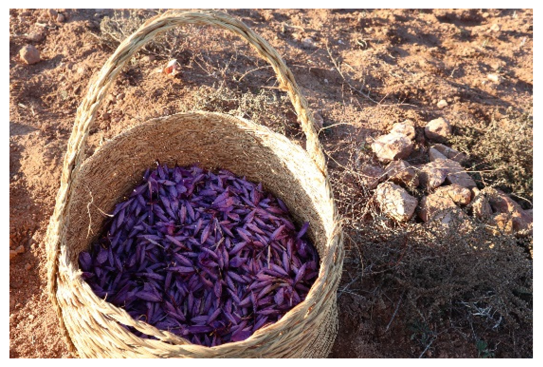 Vibrant scene from the Taliouine Saffron Festival, with traditional music and dance performances