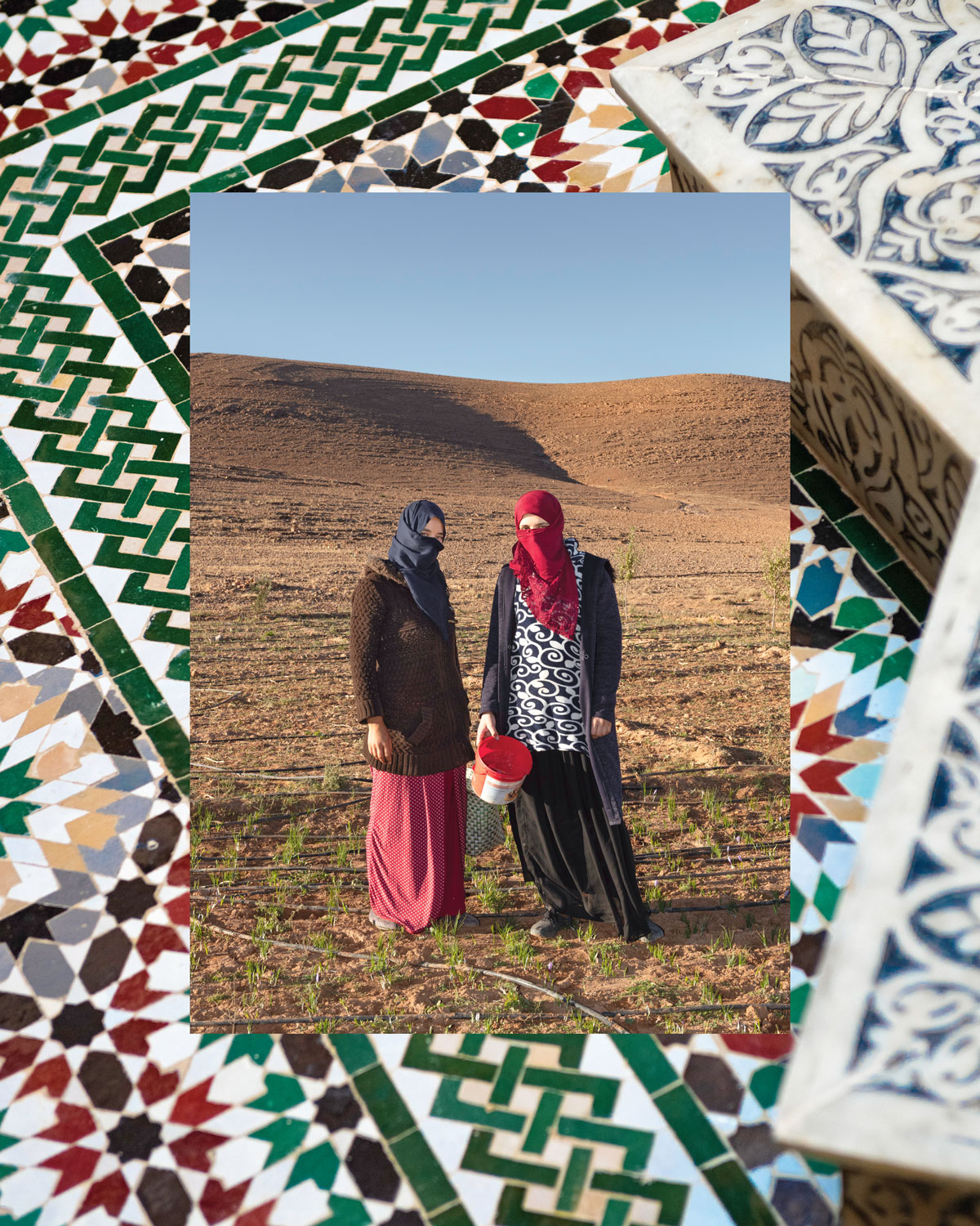 Vibrant saffron fields in Taliouine, Morocco, during harvest season