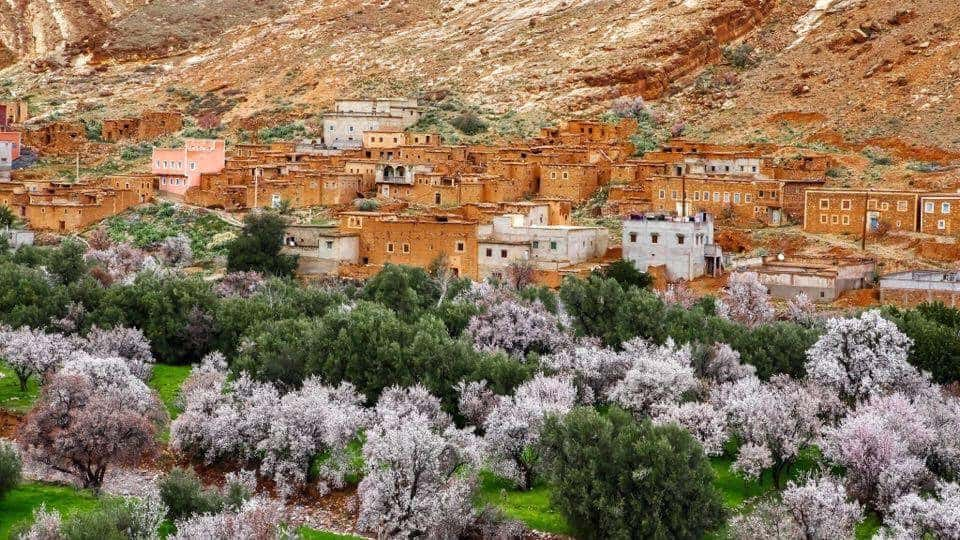 Moroccan Rose Farm