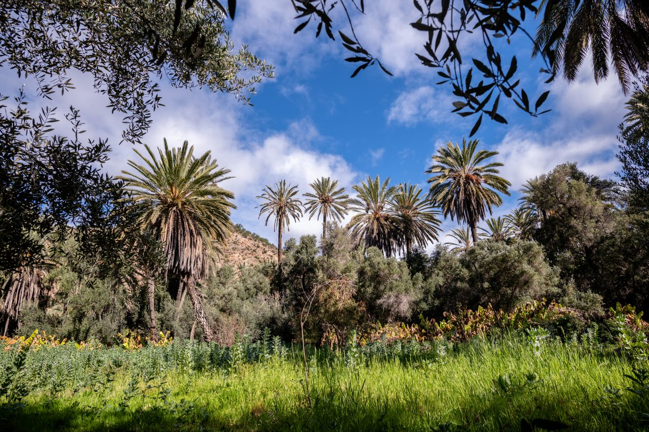 A Moroccan farmer tending to his date palm grove, surrounded by lush greenery